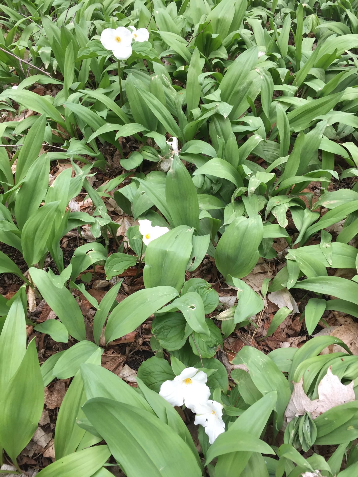 Foraging Ramps