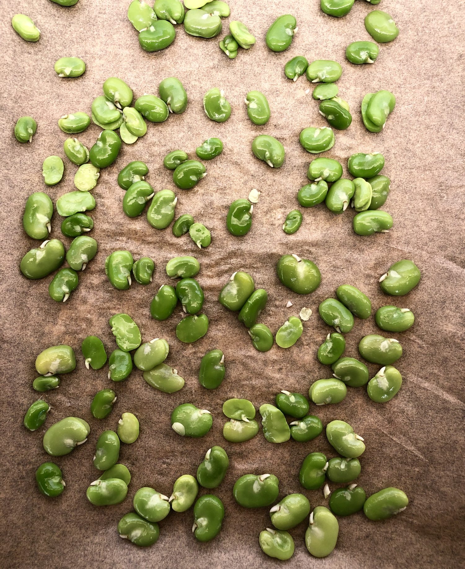 Freezing Fava Beans