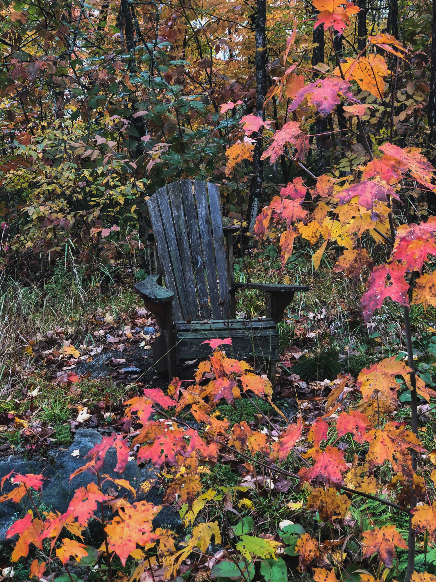 Muskoka Chair, Muskoka Ontario, Autumn