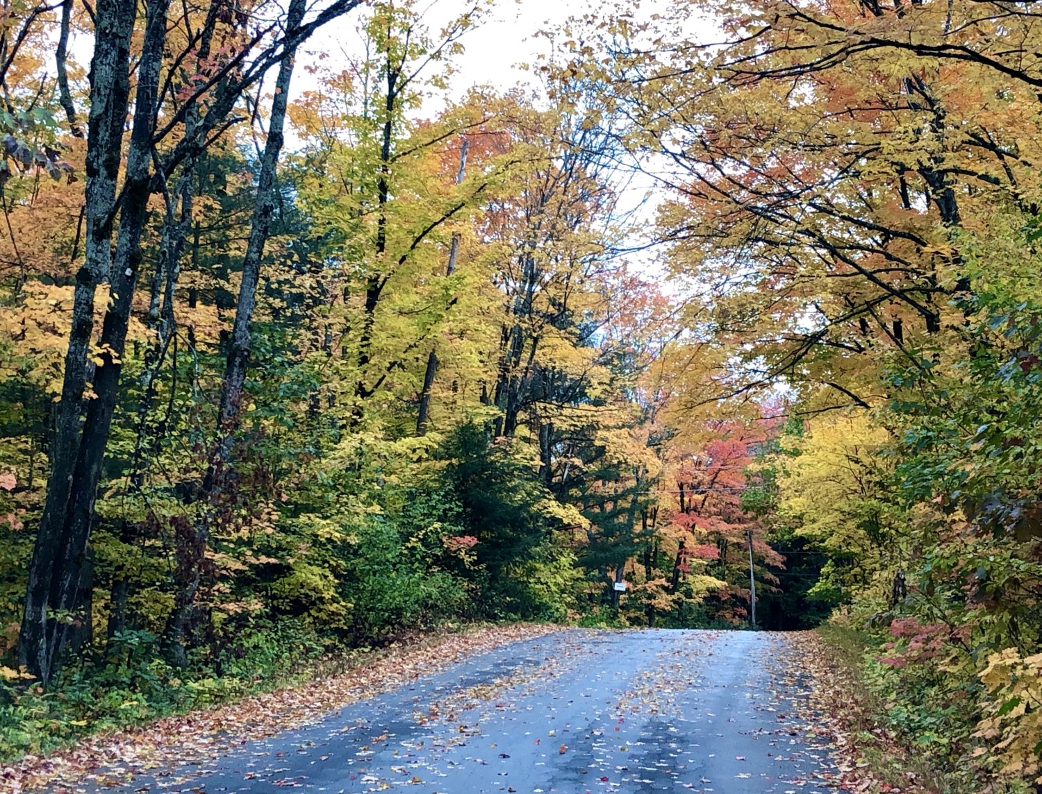 Muskoka Autumn road, Bala Ontario