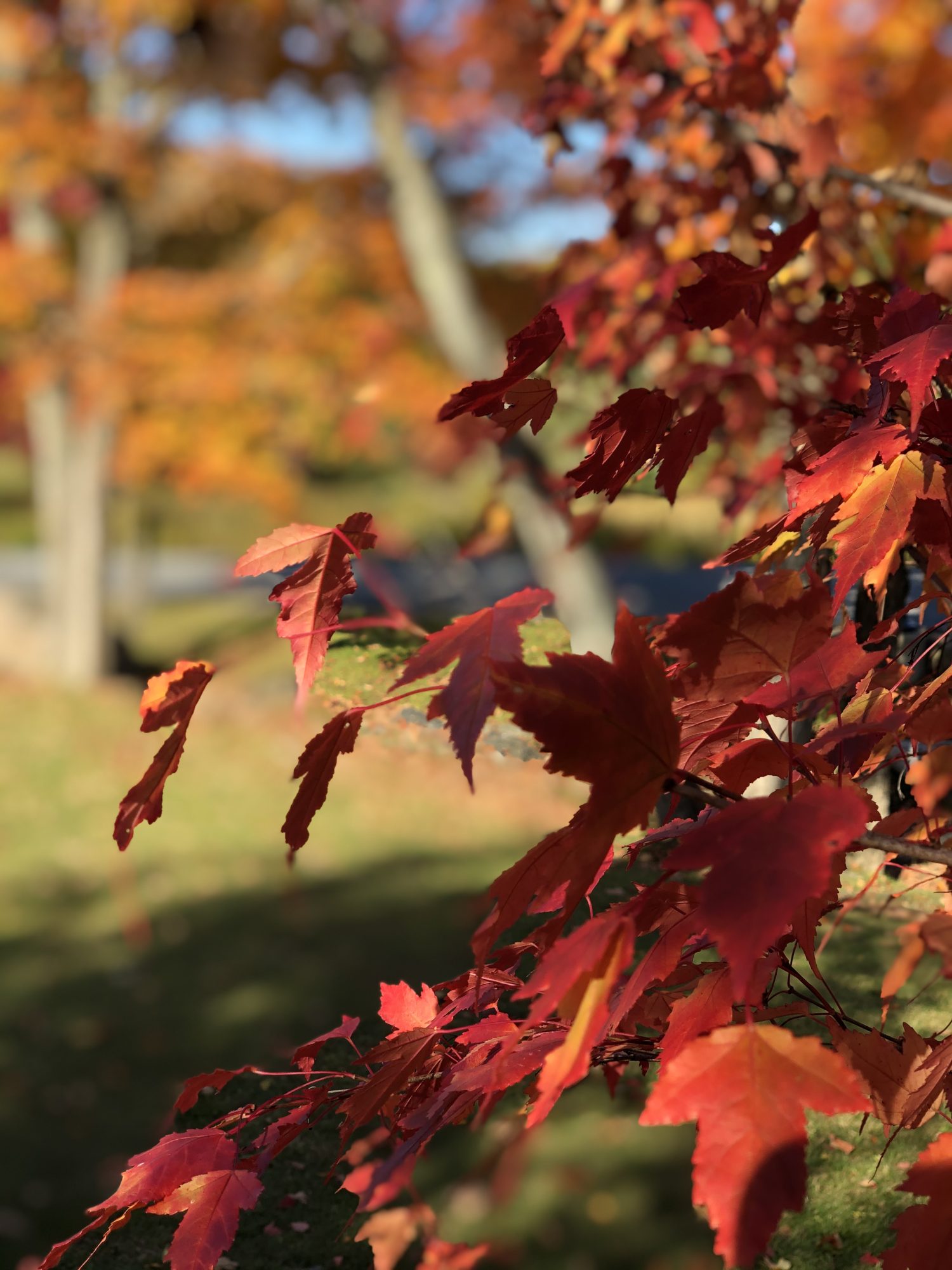 Muskoka Autumn, Red Leaves, Huntsville, JW Marriott