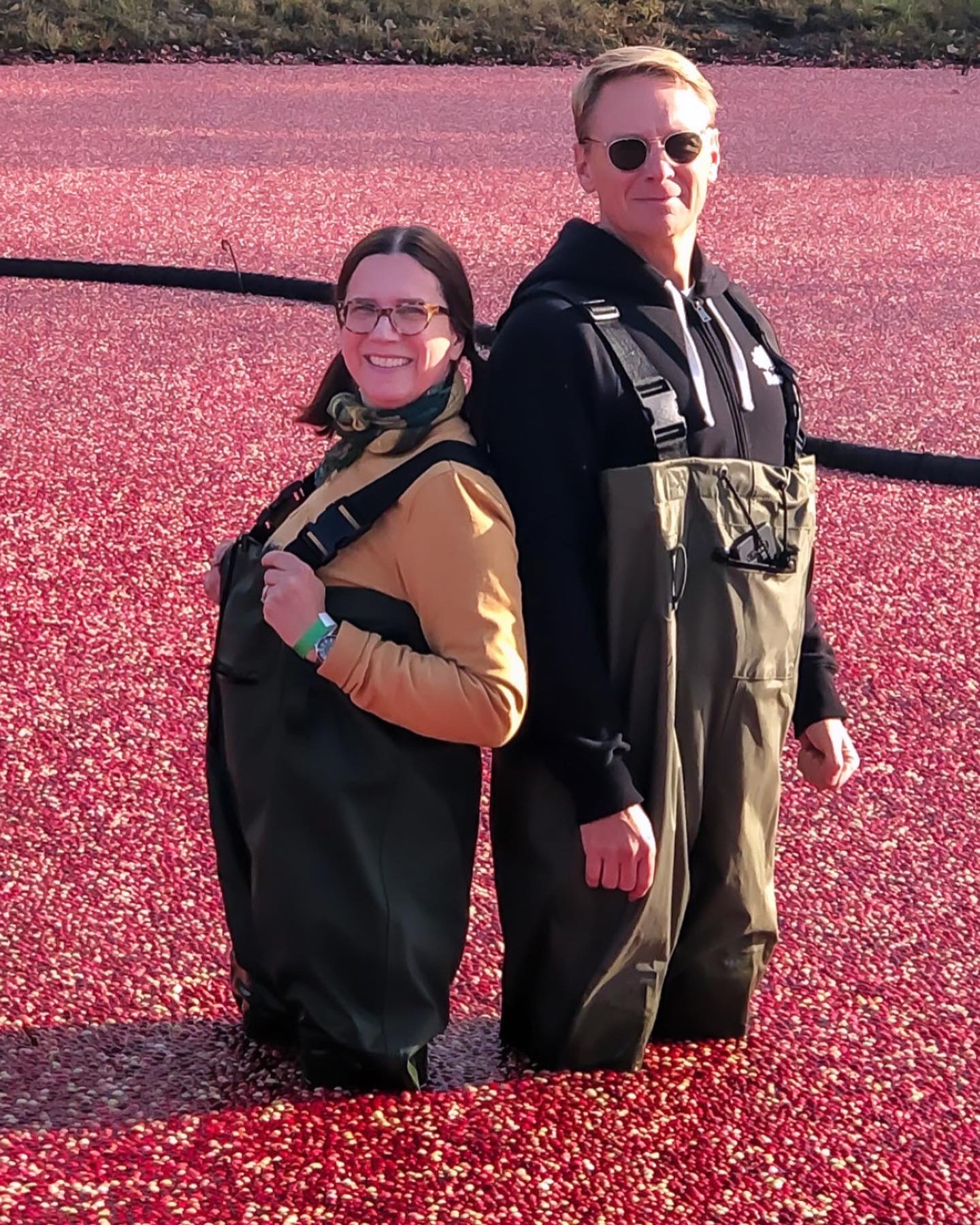 Muskoka Cranberry farm, cranberry bog