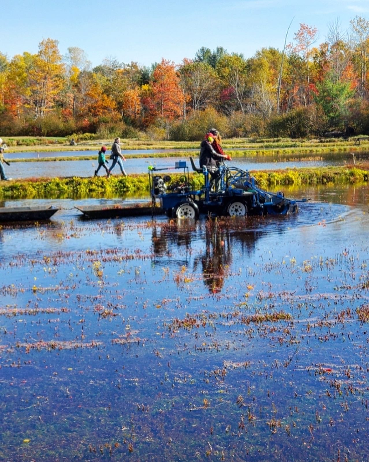 muskoka cranberry bog, cranberry farm, Johnston's Cranberry Farm